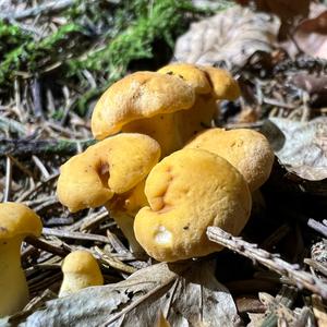 Chanterelle, Common