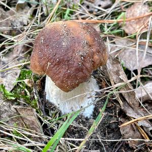 King Bolete