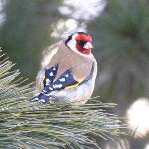 European Goldfinch