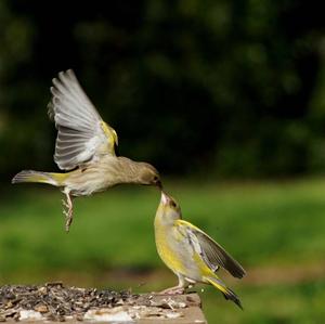 European Greenfinch