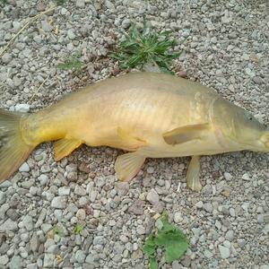 Common carp