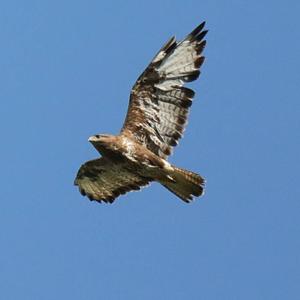 Common Buzzard