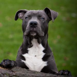 American Staffordshire Terrier