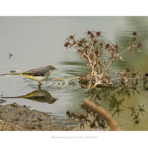 Grey Wagtail