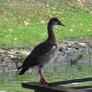 Nilgans