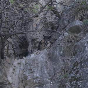 Eurasian Eagle-owl