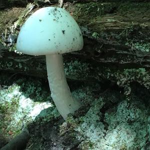 Destroying Angel