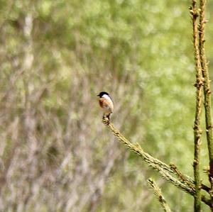 European stonechat