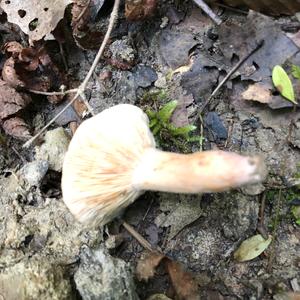 Funnel Clitocybe