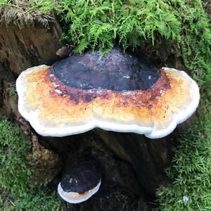 Red-belted Polypore