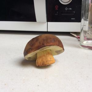 Summer Bolete