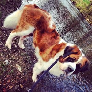 Saint Bernard