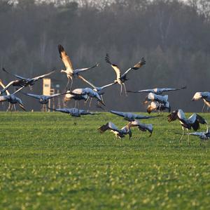 Common Crane