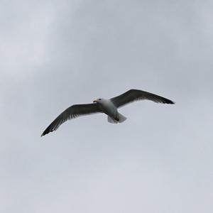 Yellow-legged Gull