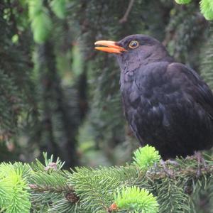 Eurasian Blackbird