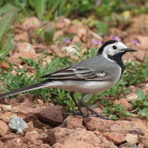 White Wagtail