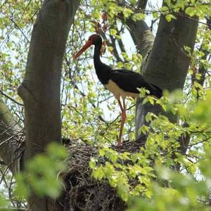 Black Stork