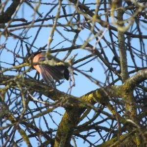 Eurasian Bullfinch