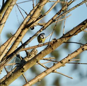 Blue Tit