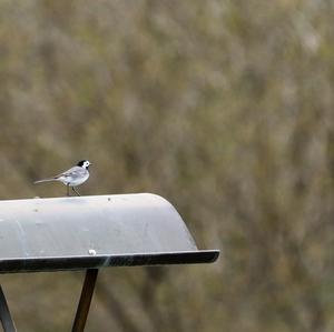 White Wagtail