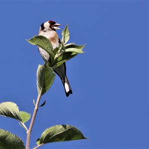 European Goldfinch