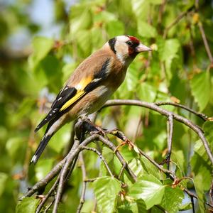 European Goldfinch