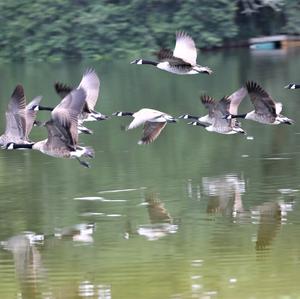 Canada Goose