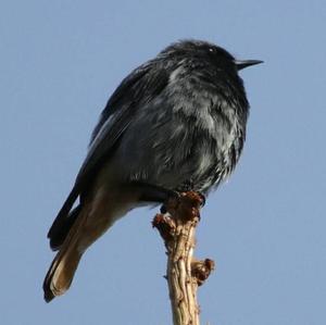 Black Redstart