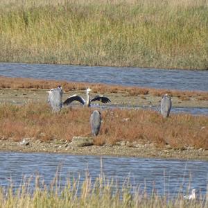 Grey Heron