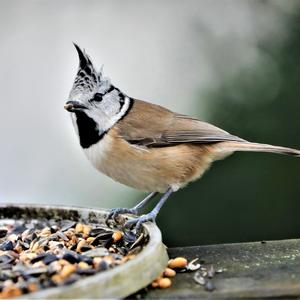 Crested Tit