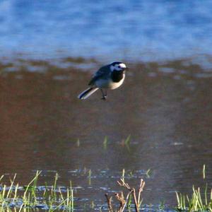 White Wagtail