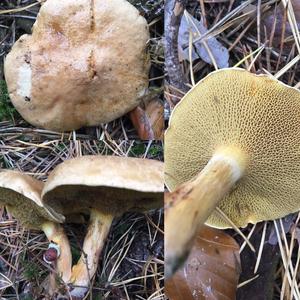 Jersey Cow Bolete