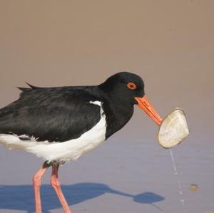 Pied Oystercatcher