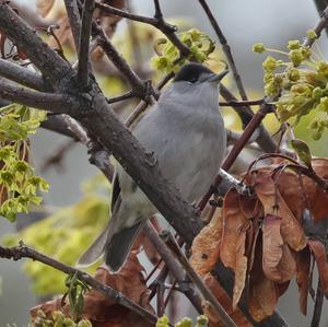 Blackcap