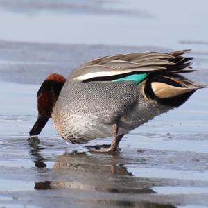 Common Teal