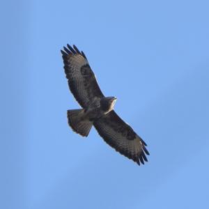 Common Buzzard