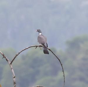 Common Wood-pigeon