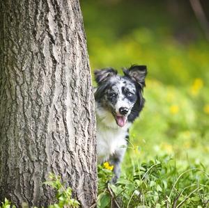 Unknown Breed
