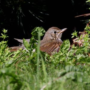 Song Thrush