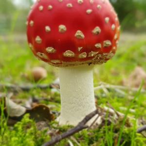 Fly Agaric