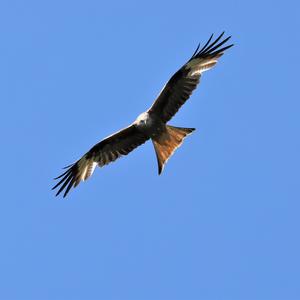 Red Kite