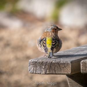 Eurasian Chaffinch