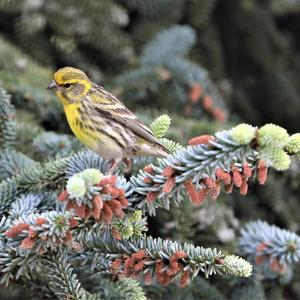 Eurasian Siskin