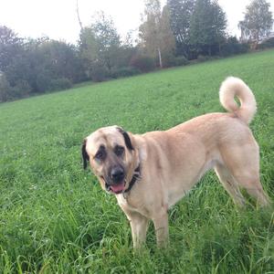 Anatolian Shepherd