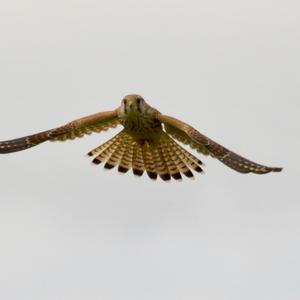 Common Kestrel