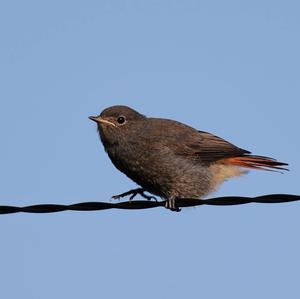 Black Redstart