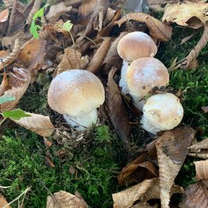 King Bolete