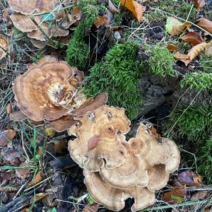 Unknown Species
