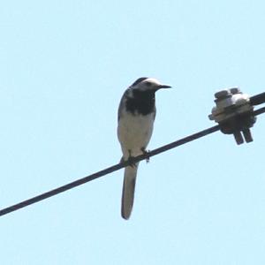 White Wagtail