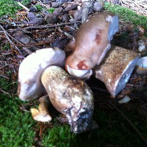 Bitter Bolete